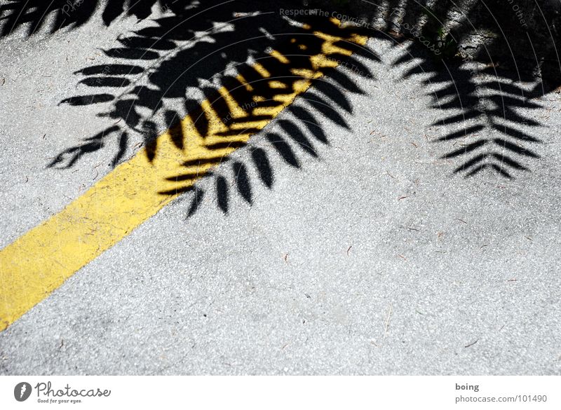 my timing is flawed Stripe Border Traverse Staghorn sumac Tree Front garden Park Park bench Parking Parking lot Summer Lunch Chirping Reserved Carpool Feeble