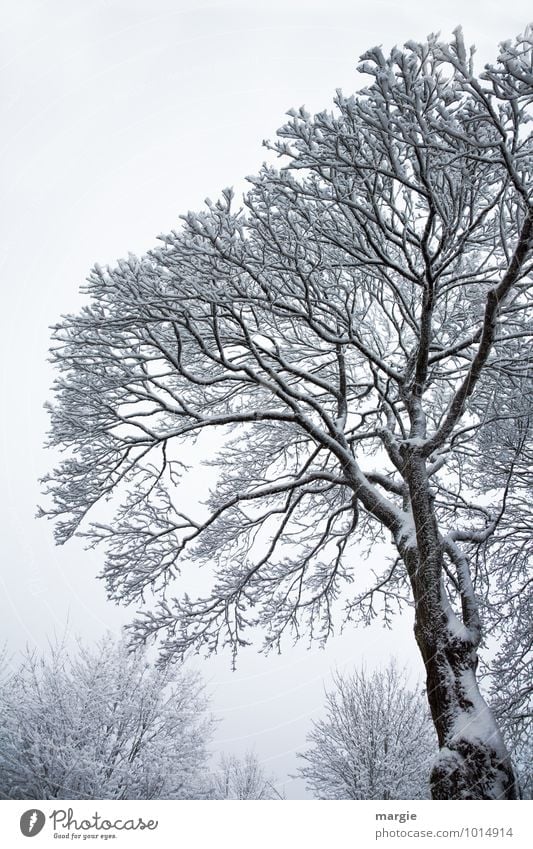 winter tree Environment Nature Landscape Winter Climate Climate change Weather Ice Frost Snow Snowfall Plant Tree Bushes Forest Freeze White Sadness Concern