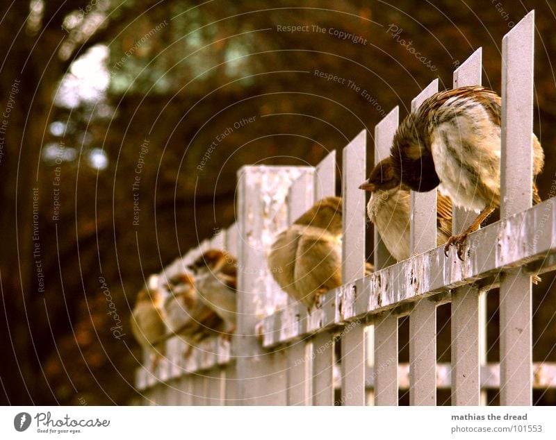 ordered and not collected Bird Animal Small Cute Cold Cleaning Fence Sparrow Row Sit Feces