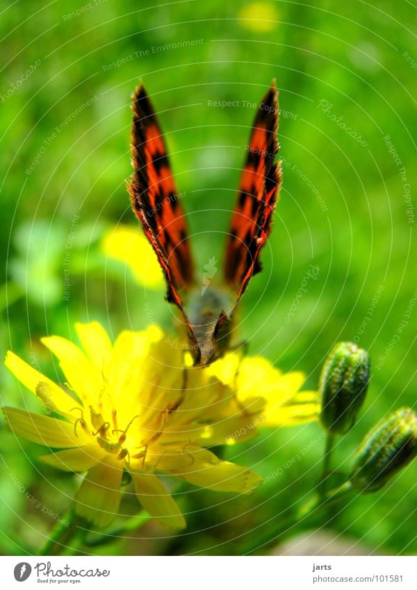 \Wings/ Butterfly Meadow Flower Summer Departure Beautiful Bundle Colour jarts Aviation