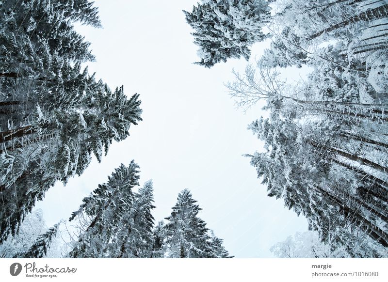 ghost spruces: high snow firs Environment Nature Sky Winter Climate Climate change Weather Ice Frost Snow Snowfall Tree Foliage plant Forest Freeze Growth