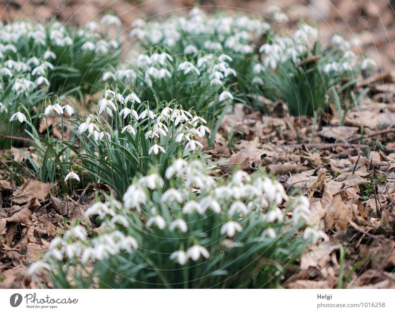 in the spring forest... Environment Nature Landscape Plant Spring Beautiful weather Flower Leaf Blossom Wild plant Snowdrop Spring flowering plant Woodground