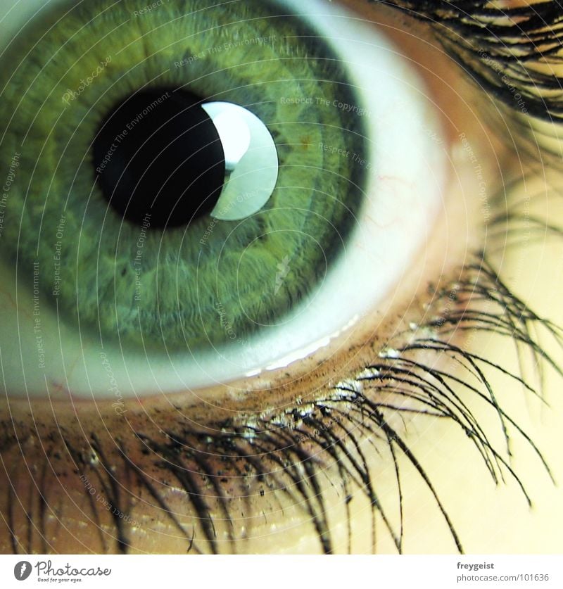 Come closer Eyes Near Gray Green Emotions Pupil Eyelash Iris eye lashes grey Soul Detail Macro (Extreme close-up)