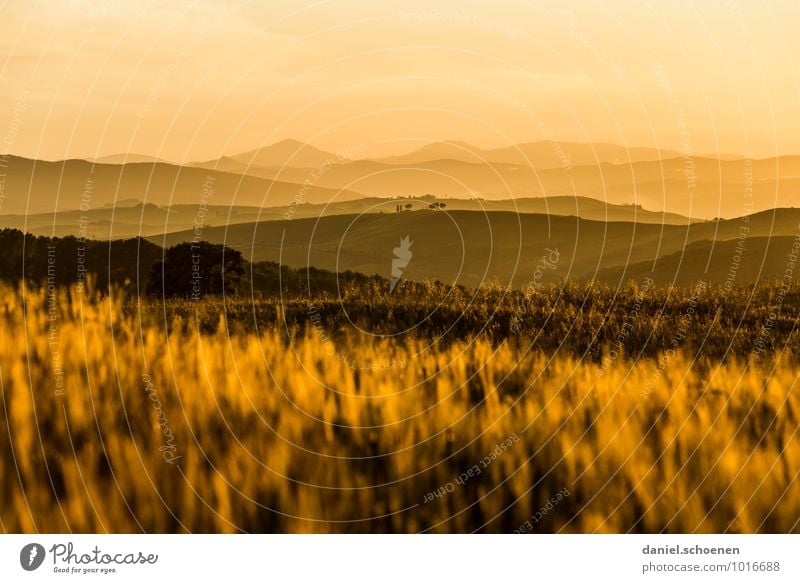 Tuscany golden yellow Nature Landscape Sunrise Sunset Sunlight Grass Agricultural crop Hill Yellow Gold Calm Vacation & Travel Far-off places Multicoloured