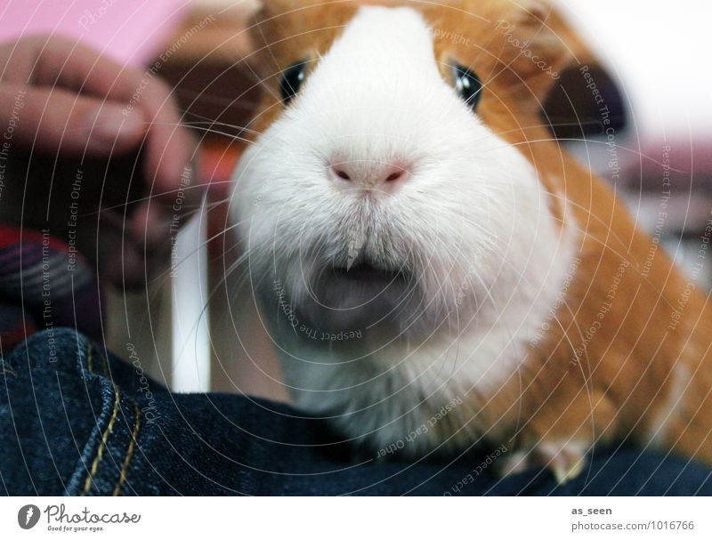 stroke 1 Human being Animal Pet Guinea pig Rodent Glatthaarmeer Piglet Eyes Muzzle Whisker To enjoy Looking Authentic Friendliness Cuddly Small Near Cute Soft