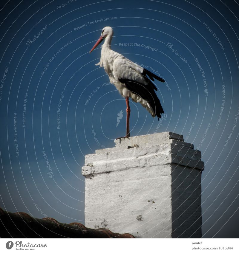 platypus Nature Animal Cloudless sky Climate Weather Beautiful weather Building Roof Chimney Stork 1 Observe Relaxation Looking Stand Wait Authentic Above Thin