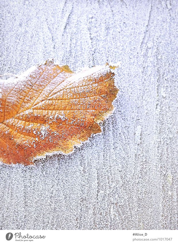 winter foliage Nature Winter Weather Ice Frost Leaf Wood Exceptional Natural Brown Gold Orange White "winter time frosty cold frost Season nature details