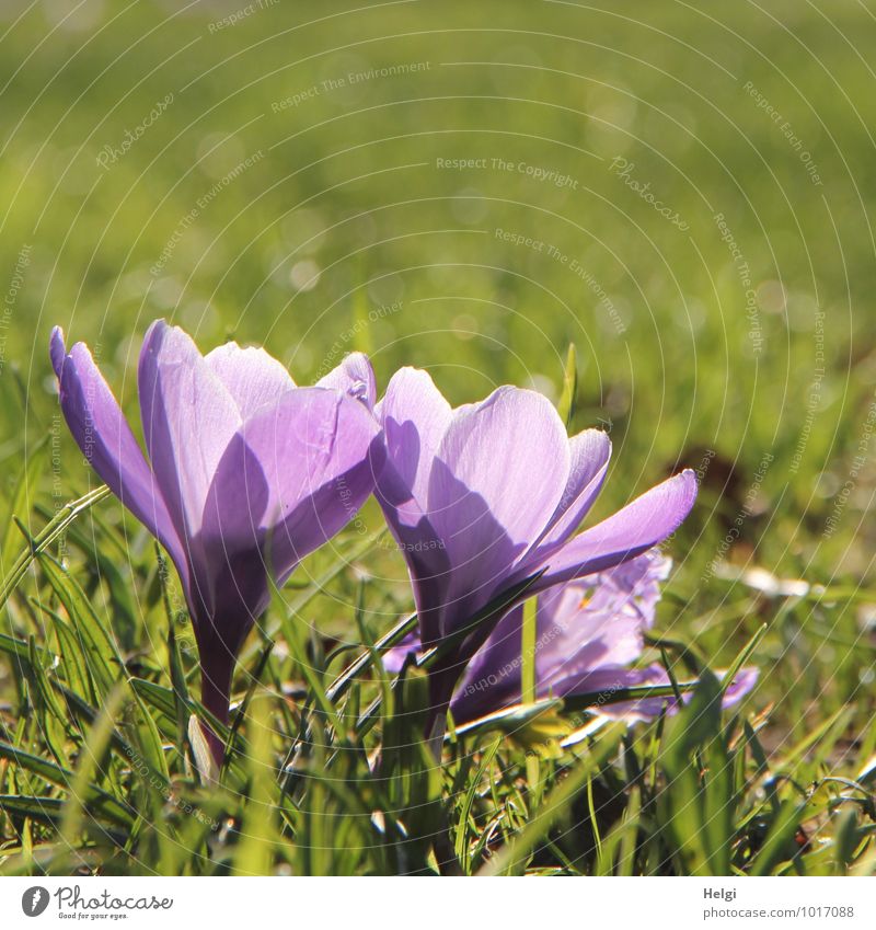 purple Environment Nature Plant Spring Beautiful weather Flower Grass Blossom Crocus Spring flowering plant Park Illuminate Stand Growth Esthetic Small Natural