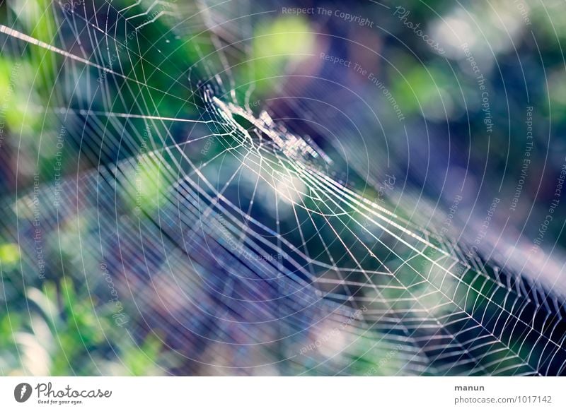 web Nature Animal Wild animal Spider Spider's web Threat Natural Accuracy Ease Network Precision Dangerous Trap Ambush Colour photo Exterior shot Close-up