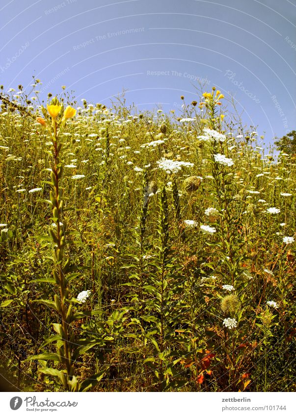 alp Meadow Flower Blossom Grass Blade of grass Hill Alpine pasture Romance Allergy sufferer Pasture Mountain hilltop allergic spyri Weed