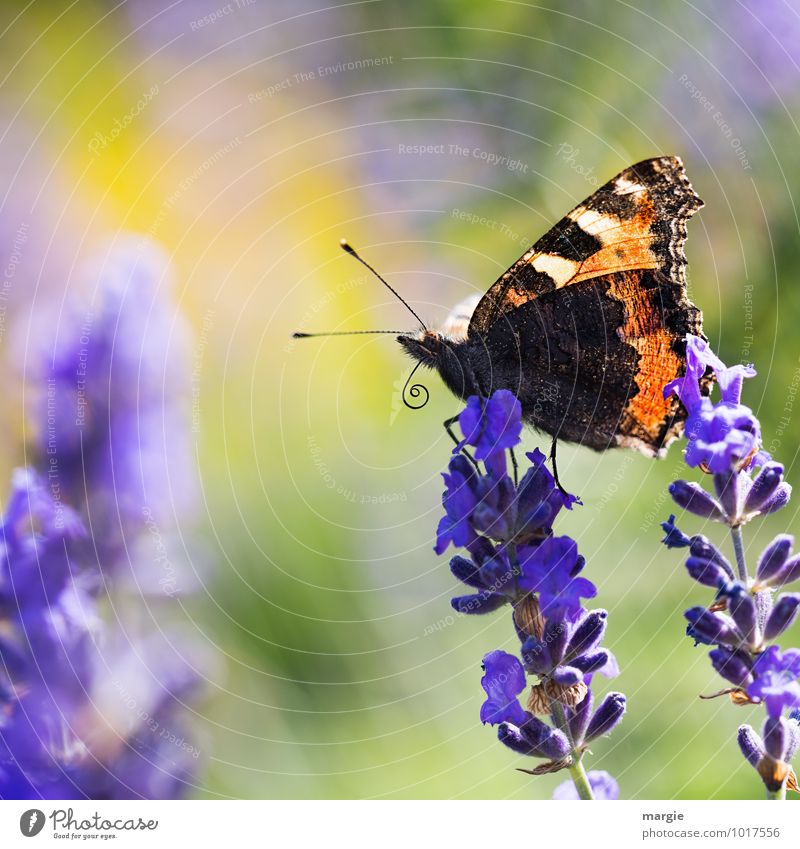A butterfly on lavender flowers Environment Nature Plant Animal Summer Flower Blossom Lavender Wild animal Butterfly 1 Esthetic Blue pretty Freedom Joy