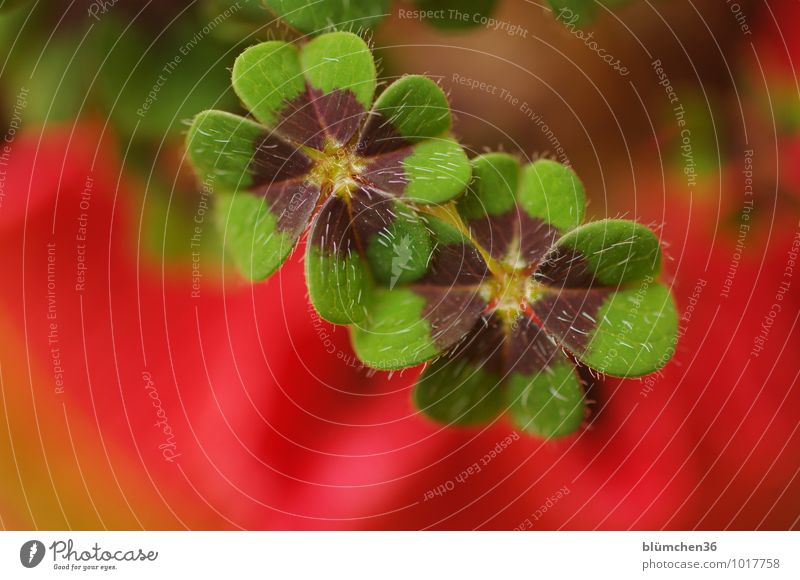 Good luck and good blessing... Timmitom! Plant Cloverleaf Four-leafed clover Four-leaved Natural Good luck charm Happy Congratulations Symbols and metaphors
