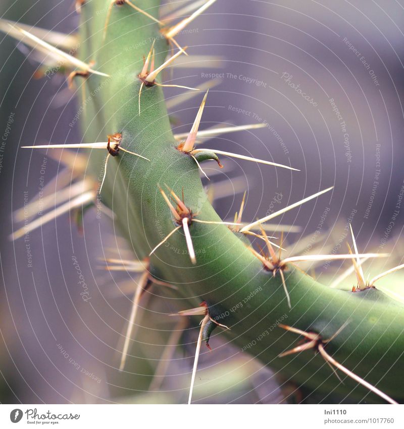 Beware of spikes! Nature Plant Summer Flower Cactus Leaf Foliage plant Pot plant Park Exceptional Threat Exotic Firm Gigantic Point Thorny Brown Green Violet