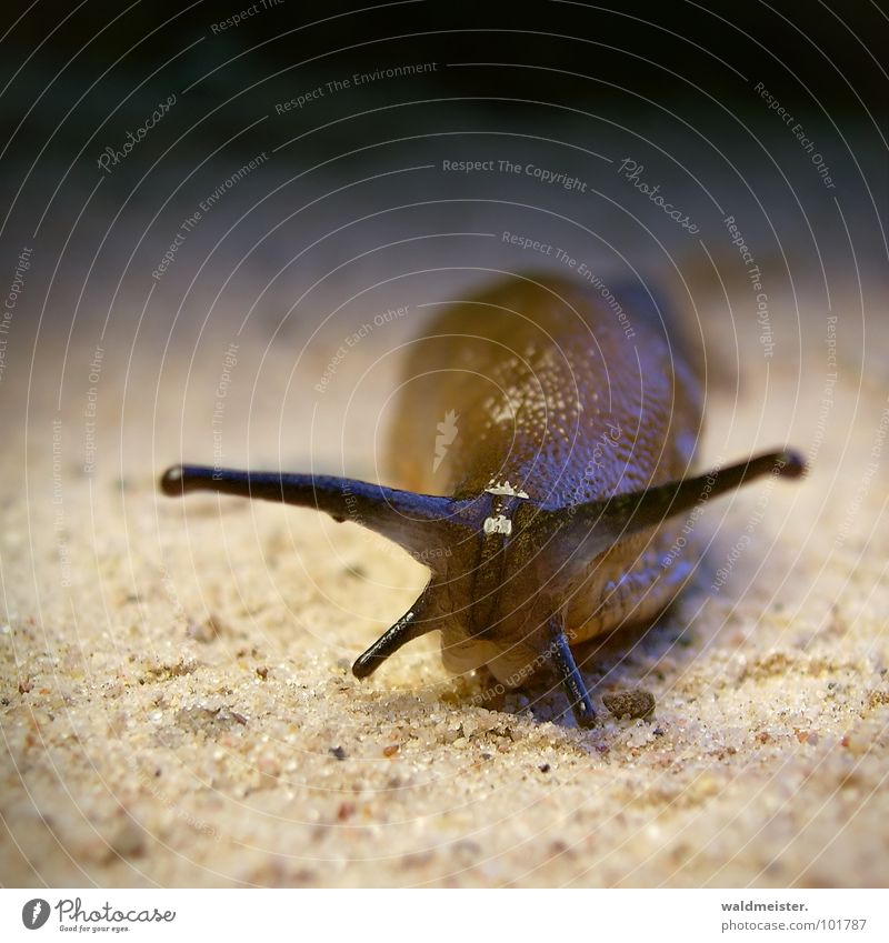 naked snail Snail Slug Pests Destructive weed Plagues Garden Lanes & trails Cemetery Slowly Slimy Smoothness Damp Crawl Feeler snail plague