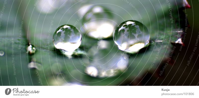 quattro Wet Green Meadow Drops of water Rain Reflection Water Nature Garden Mirror plant