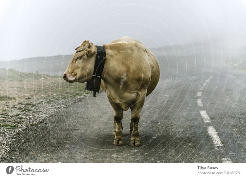 Cow on the road Beautiful Mountain Nature Animal Winter Fog Street Lanes & trails Highway Wet Farm Single cold Height staying Lost colorful Navarra Spain Stand