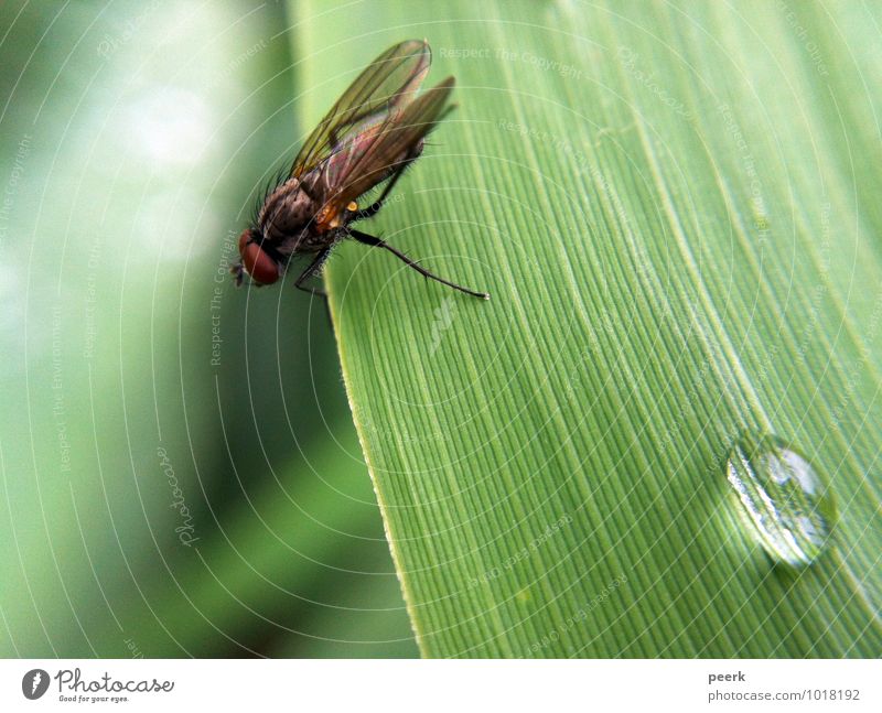 fly on reed leaf Spring Summer Climate Climate change Plant Grass Bushes Bog Marsh Pond Lake Animal Fly 1 Authentic Fresh Green Colour photo Exterior shot