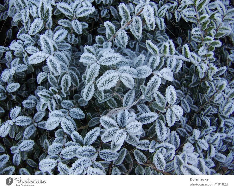 December frost1 Cold Winter Plant Survive Nature Frost Beautiful Protection