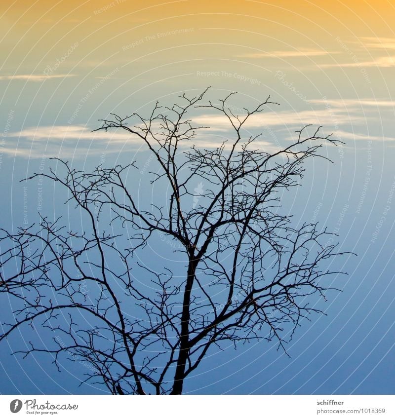 Sky branches, top heavy Plant Clouds Sunrise Sunset Winter Climate Climate change Weather Beautiful weather Tree Blue Orange Evening Dusk On the head Branch