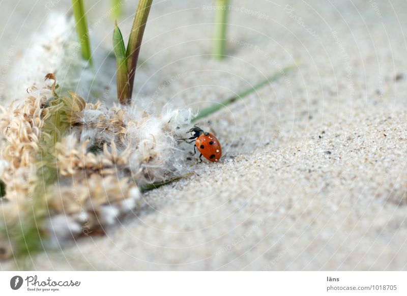 hiking day Environment Nature Landscape Sand Summer Plant Grass Coast River bank Animal Beetle Ladybird 1 Movement Discover Going Crawl Beginning Uniqueness