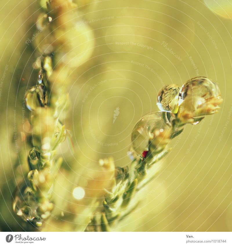 If only once... Nature Plant Drops of water Autumn Bushes Foliage plant Twig Fresh Wet Yellow Green Colour photo Subdued colour Exterior shot Detail