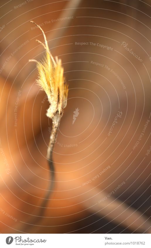as light as a feather Nature Plant Autumn Winter Blossom Stalk Twig Brown Yellow Withered Colour photo Subdued colour Exterior shot Detail