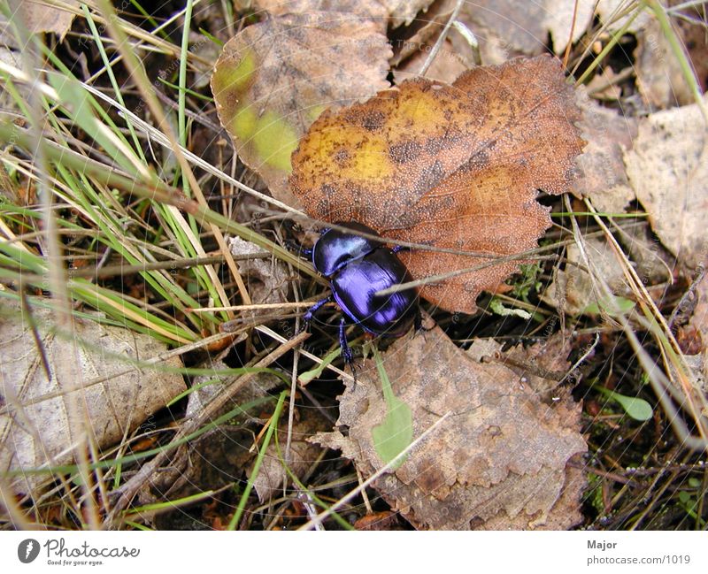 bug Leaf Beetle