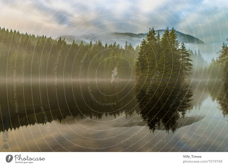 Foggy Lake Sunset Nature Landscape Plant Water Clouds Sunrise Winter Weather Tree Forest Virgin forest Mountain Lakeside Rice Lake North Vancouver Breathe Think