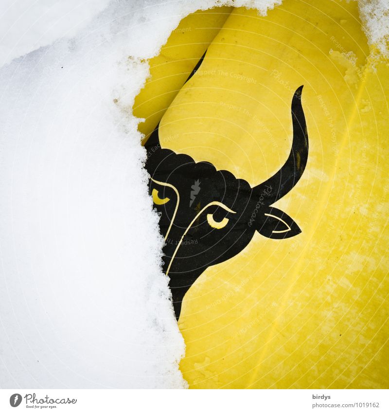 Canton Uri Winter Snow Switzerland Flag Coat of arms Heraldic animal Sign Looking Funny Yellow Black White Identity Tradition Eyes Bull Partially visible Head
