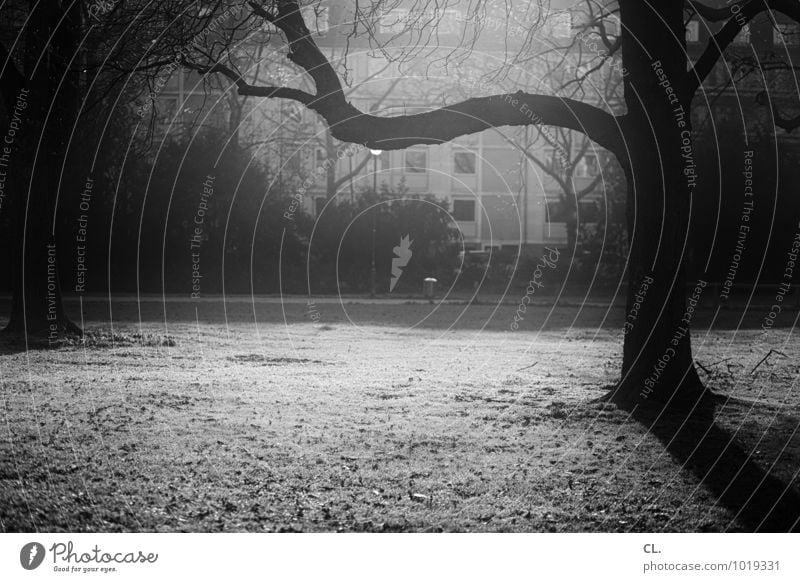zoopark Environment Nature Sunlight Autumn Winter Beautiful weather Tree Branch Park Meadow House (Residential Structure) Dark Black & white photo Exterior shot