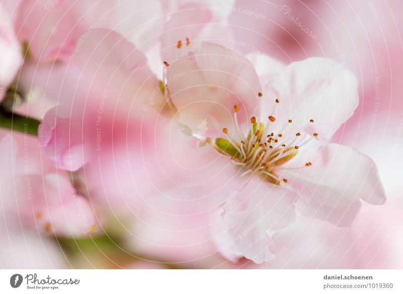 Girl picture beautiful pink Nature Plant Spring Bushes Blossom Bright Pink White Colour photo Macro (Extreme close-up) Deserted Copy Space left Copy Space right