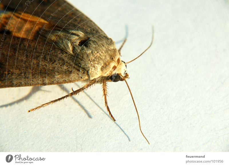 Moni Motte Moth Butterfly Clothing Animal Insect Judder Disgust Feeler Legs Closet mothballs little animal big butterfly Flying Fear Garden