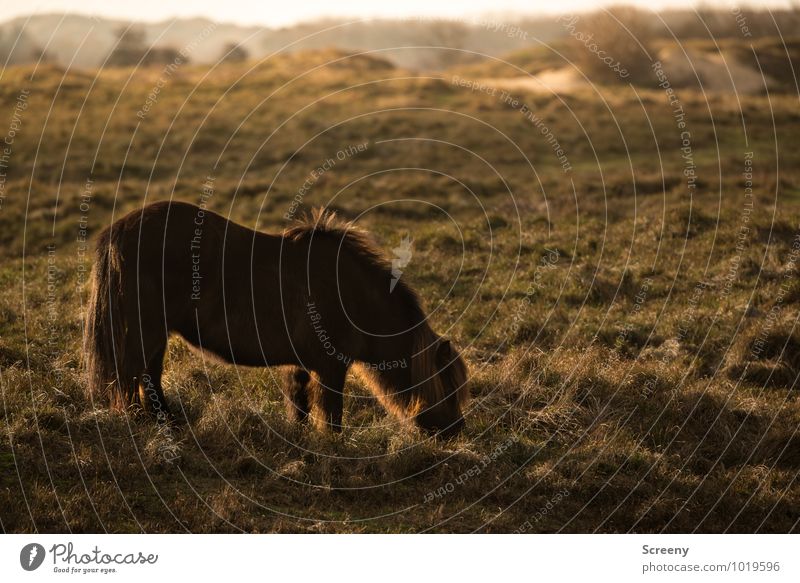 Shetland Pony #4 Nature Landscape Plant Animal Sun Sunrise Sunset Beautiful weather Grass Meadow Marram grass Beach dune Horse Bangs 1 To feed Stand Small Brown