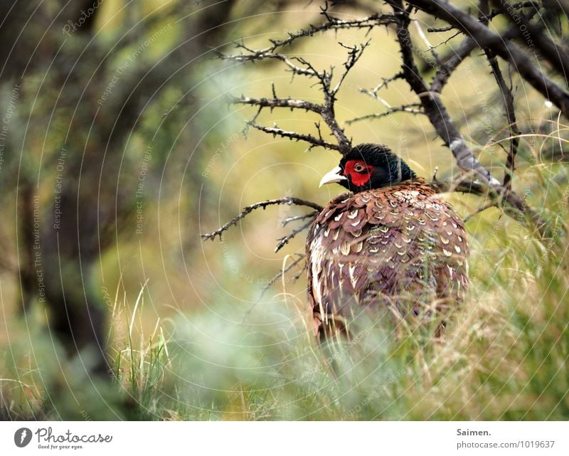 shy Environment Nature Meadow Animal Wild animal Bird Animal face 1 Looking Esthetic Natural Beautiful Green Red Moody Success Protection Loneliness Shame Fear