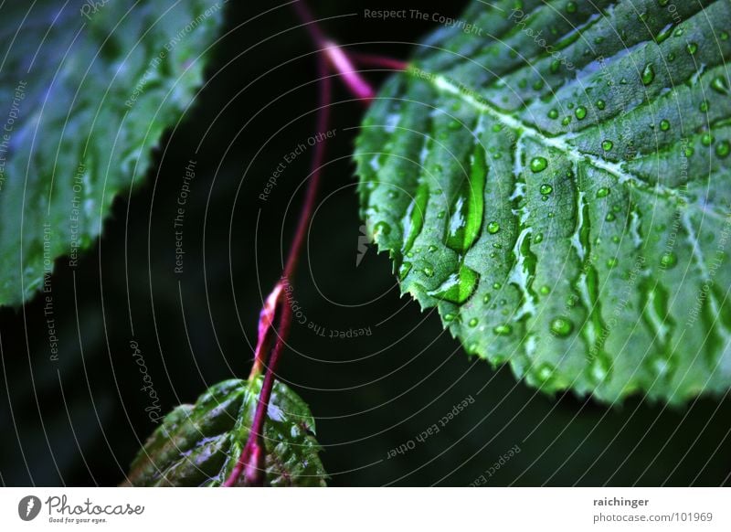 the other day in the rainforest... Leaf Rain Wet Green Spring Waterproofing Macro (Extreme close-up) Close-up Drops of water Gutter Nature Weather Rope Twig