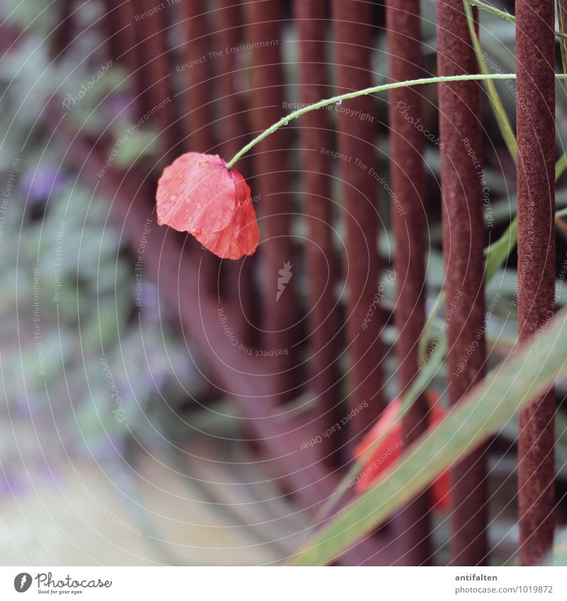 beautiful red poppy Environment Nature Plant Drops of water Summer Autumn Beautiful weather Flower Leaf Blossom Corn poppy Garden Park Outskirts Fence Rust