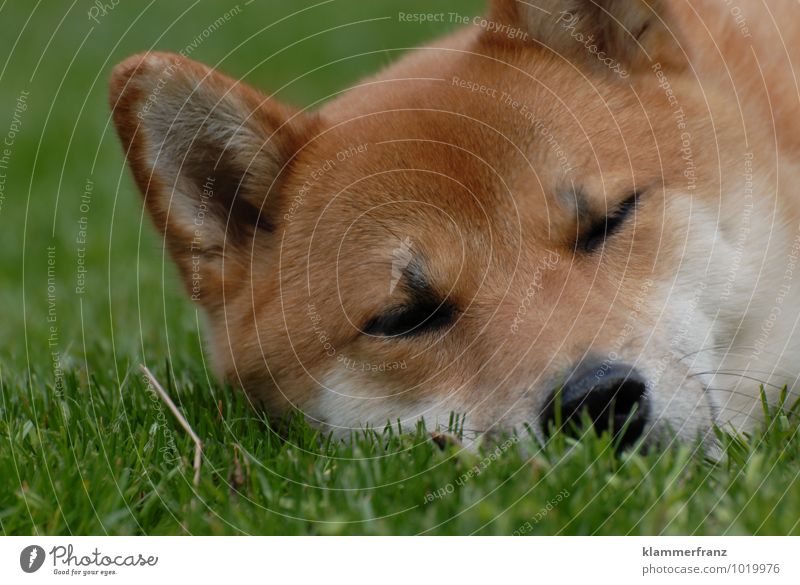 Tired I am... Dog 1 Animal Sleep Friendliness Happy Cute Brown Green White Contentment Beautiful Watchfulness Fatigue To enjoy Colour photo Exterior shot