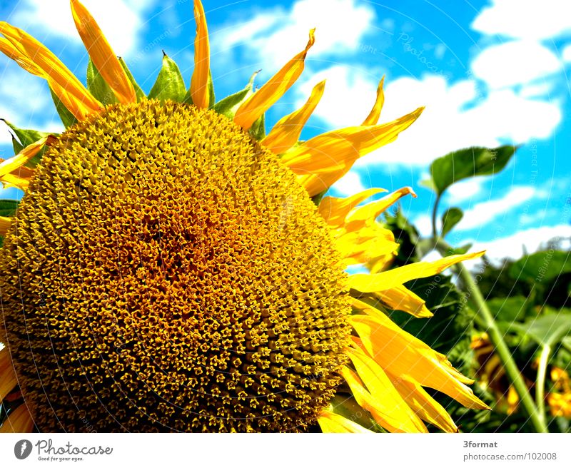 sunbl... Flower Sunflower Summer Field Agriculture Plant Pattern Grid Symbols and metaphors Wonder Beautiful Transience Old Physics Hot Society Multiple
