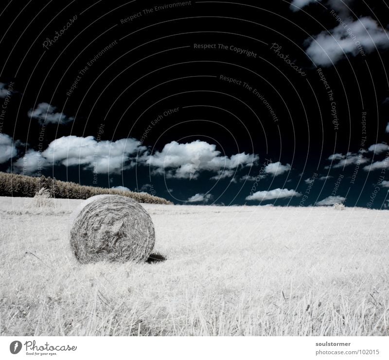 Hay bales in a different way... Infrared Infrared color Black filter Clouds White Wood flour Light Grass Meadow Plant Green Tree Edge of the forest