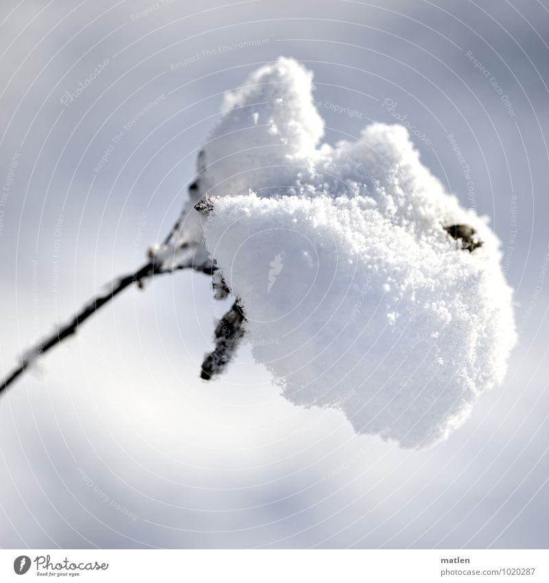 overload Nature Plant Winter Weather Beautiful weather Ice Frost Snow Leaf Blossom Wild plant Carrying Purity Weight inflect Absorbent cotton Colour photo