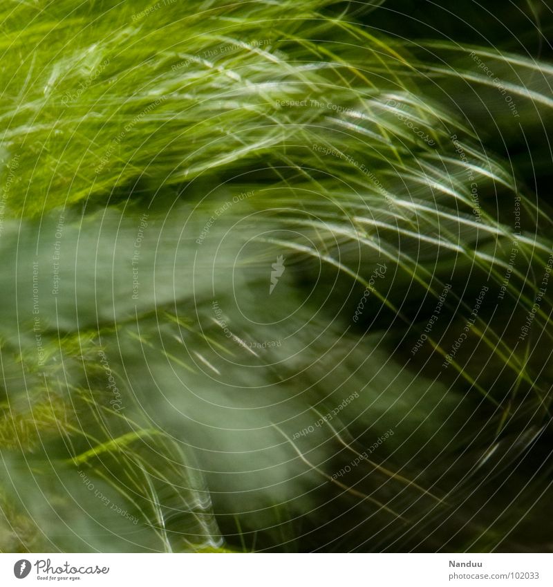 slip smoothly Blade of grass Meadow Abstract Blur Green Soft Cuddly Calm Relaxation Summer Background picture Square Fragile Transience Fleeting Sleep Dream