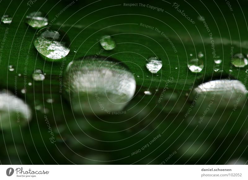 Raindrops 2 Leaf Round Glittering Plant Growth Green Background picture Abstract White Transparent Clarity Macro (Extreme close-up) Close-up Water Sphere