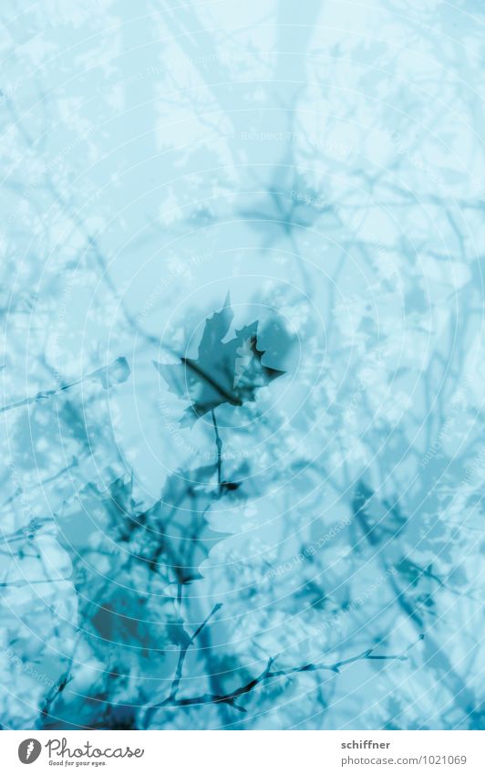 forest dream Plant Tree Blue Double exposure Muddled Gorgeous Dream Nightmare Grief Wallpaper pattern Pattern Leaf Leaf canopy Branch Branchage Ease