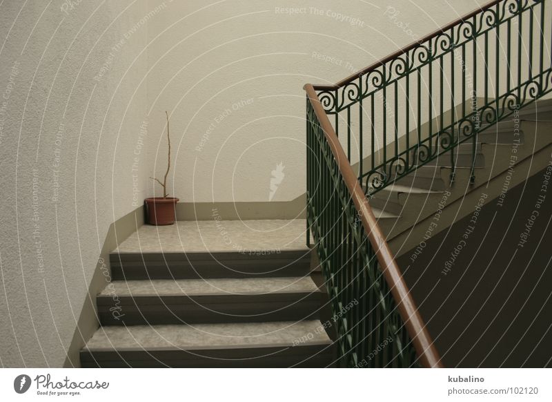 forgotten Pot Plant Staircase (Hallway) Green Brown Gray Cold Loneliness Household Stairs