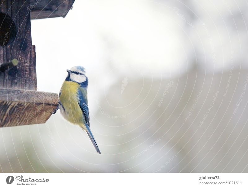 Blue Tit Animal Wild animal Bird Tit mouse Songbirds 1 Birdhouse Feeding area Wood Observe To feed Sit Esthetic Cold Natural Curiosity Brown Yellow White