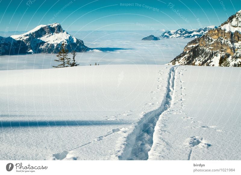 over the clouds... Winter vacation Sky Cloudless sky Clouds Beautiful weather Ice Frost Snow Alps Mountain Snowcapped peak Ski tracks Hiking Esthetic Infinity