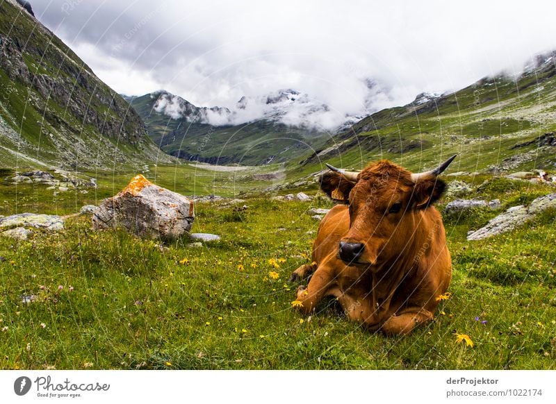 Portrait: Lying Alpine cow Vacation & Travel Tourism Mountain Hiking Environment Nature Landscape Plant Animal Elements Storm clouds Summer Bad weather Meadow