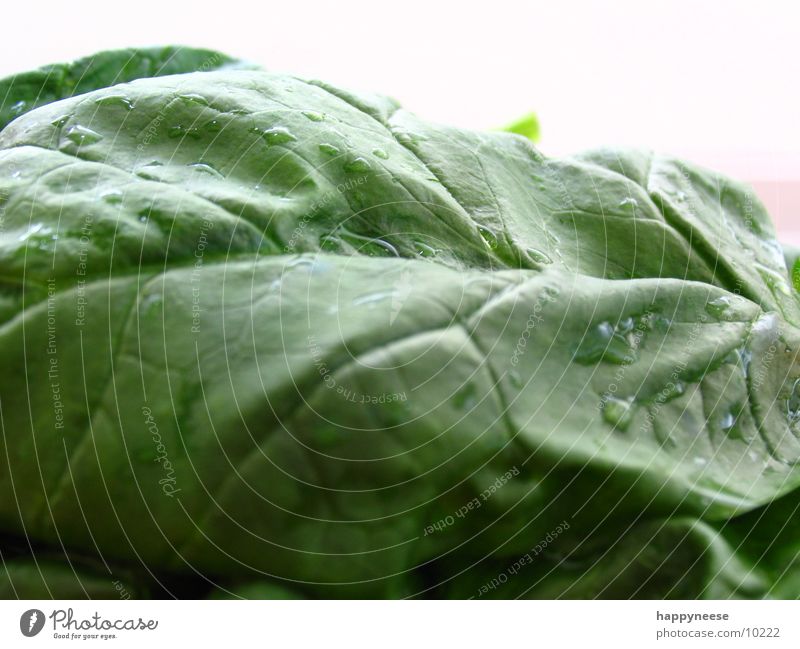 spinach again Green Leaf Spinach Macro (Extreme close-up) Spinach leaf Healthy Eating Vegetarian diet Vegan diet Fresh