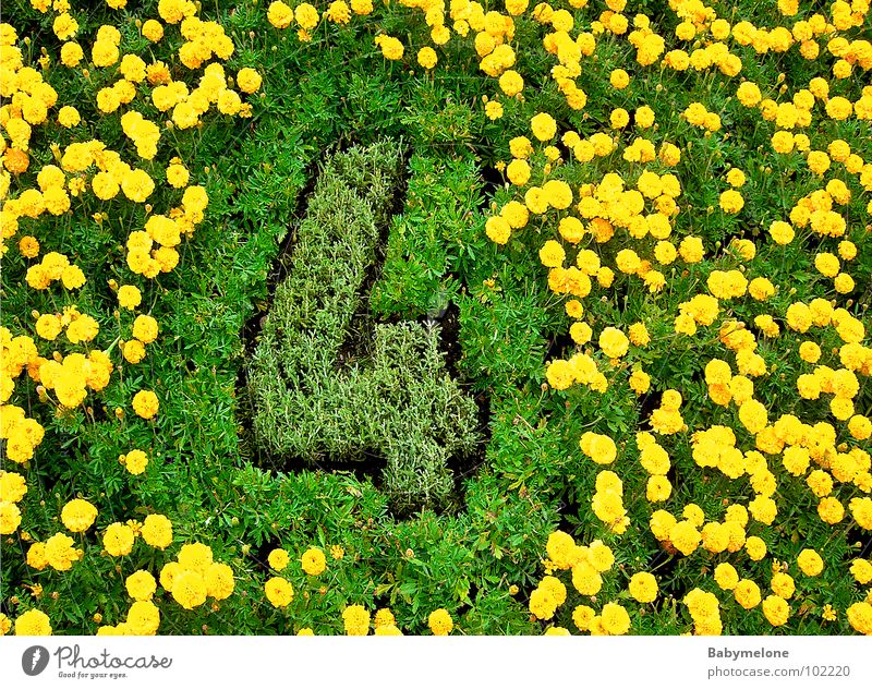 flowery four Flower 4 Digits and numbers Work of art Geneva Yellow Green Tasty Spring Meadow Nature flower clock Garden Lawn Detail Esthetic a lot of work