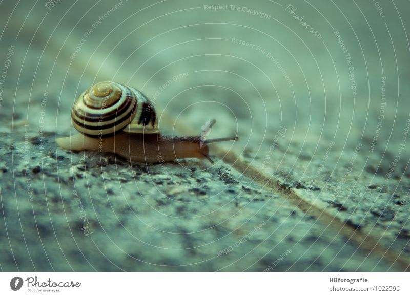 at snail's pace Animal Snail 1 Slimy Serene Refrain Slowly Slow motion leisurely coarseness Calm Snail shell Colour photo Subdued colour Exterior shot